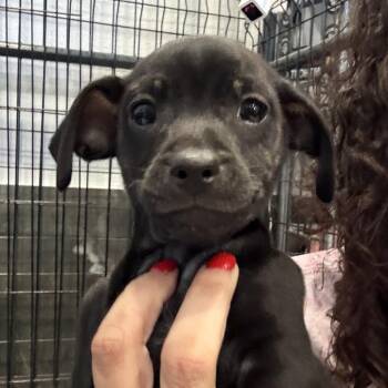 Chihuahua Dogs Available for Adoption - Joey | PetCurious