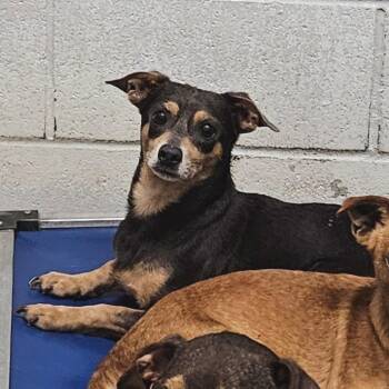 Chihuahua and Mixed Breed Dogs Available for Adoption - Tristen | PetCurious