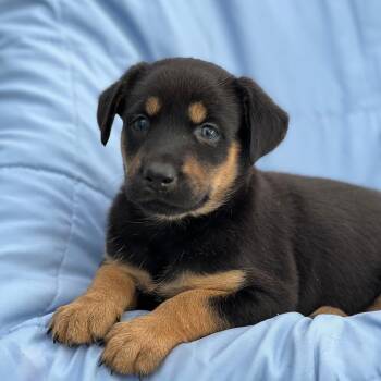 Eureka Pup - Jo Lupo -  Wire Fox Terrier and Shepherd Dog for Adoption in San Diego, California - Eureka Pup - Jo Lupo | PetCurious