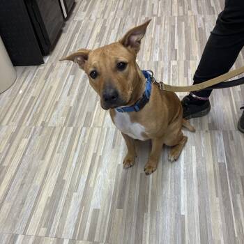 Rescue Mixed Breed Dogs for Adoption in Hamilton, Georgia - Winnie | PetCurious