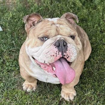 Scooter -  English Bulldog Dog for Adoption in Sonoma, California - Scooter | PetCurious