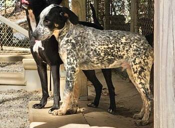 Rescue Redbone Coonhound Dogs for Adoption in Manchester, Connecticut - Licorice | PetCurious