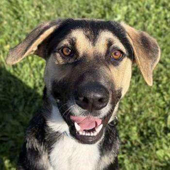Drake -  Shepherd Dog for Adoption in Jefferson, Wisconsin - Drake | PetCurious