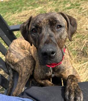 Athena -  Plott Hound Dog for Adoption in Hornell, New York - Athena | PetCurious