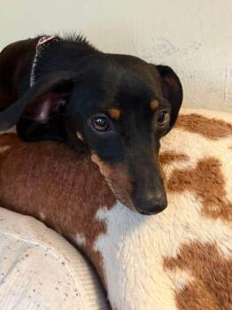 Chili -  Dachshund Dog for Adoption in Eugene, Oregon - Chili | PetCurious