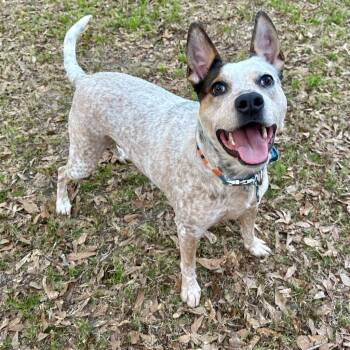 Cattle Dog Dogs Available for Adoption in Opelika, Alabama - Kairo | PetCurious