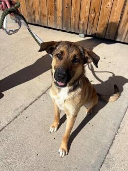 Shepherd and Mixed Breed Dogs Available for Adoption in Fort Collins, Colorado - Exonn | PetCurious