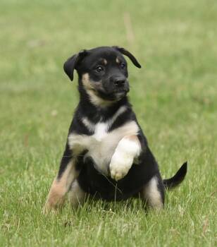 Australian Shepherd and Shepherd Dogs Available for Adoption in Mechanicsburg, Pennsylvania - Aurora | PetCurious