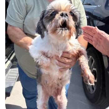 Mia -  Shih Tzu Dog for Adoption in Normal, Illinois - Mia | PetCurious