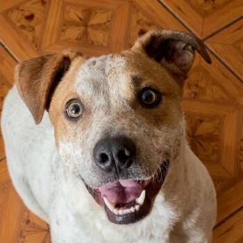 Samuel -  Australian Cattle Dog Blue Heeler and Lancashire Heeler Dog for Adoption - Samuel | PetCurious