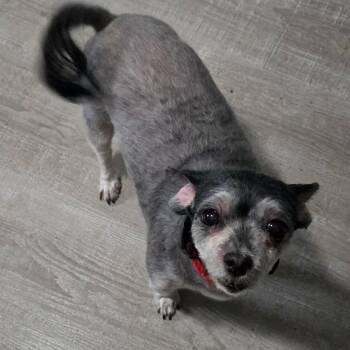 Shih Tzu Dogs Available for Adoption in Olathe, Kansas - Pixie | PetCurious