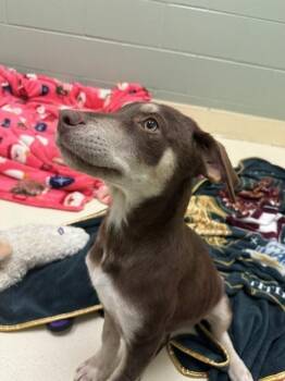 Fawn -  Labrador Retriever and Shepherd Dog for Adoption in Kalamazoo, Michigan - Fawn | PetCurious