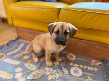 Labrador Retriever and German Shepherd Dog Dogs Available for Adoption - Gus Goofy Boy | PetCurious