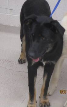 Shiloh (19) -  Shepherd Dog Available for Adoption in Marietta, Georgia - Shiloh (19) | PetCurious