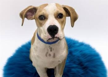 DRAX -  American Staffordshire Terrier Dog for Adoption in Fort Lauderdale, Florida - DRAX | PetCurious