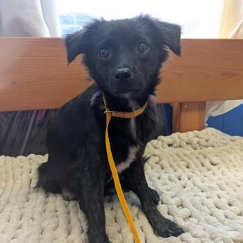 Balinda -  Pomeranian and Chihuahua Dog for Adoption in Wahiawa, Hawaii - Balinda | PetCurious