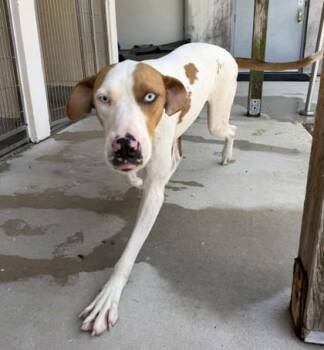 Blaze -  Catahoula Leopard Dog and Mixed Breed Dog for Adoption in New Orleans, Louisiana - Blaze | PetCurious