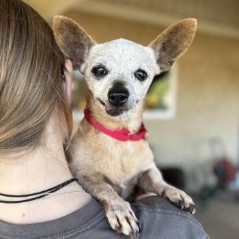 Rescue Chihuahua Dogs for Adoption in Ramona, California - Tipsy | PetCurious