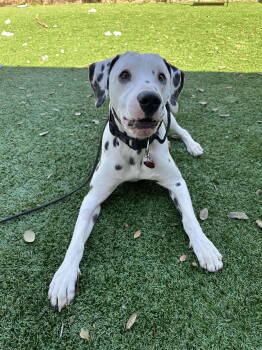 Rescue Dalmatian Dogs for Adoption in Holbrook, New York - SANCHO | PetCurious