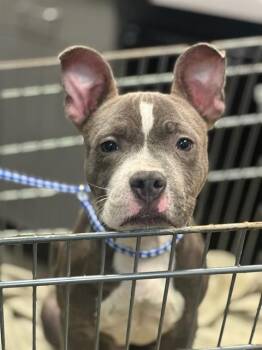 SCRAPPY DOO -  Mixed Breed Dog for Adoption in Jacksonville, Florida - SCRAPPY DOO | PetCurious