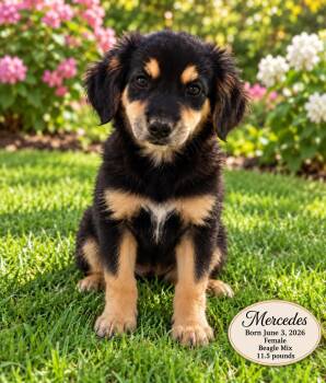 MERCEDES - 4 MONTH FEMALE BEAGLE MIX - PETCO, 5011 E. RAY ROAD,  -  Beagle Dog for Adoption in Mesa, Arizona - MERCEDES - 4 MONTH FEMALE BEAGLE MIX - PETCO, 5011 E. RAY ROAD,  | PetCurious