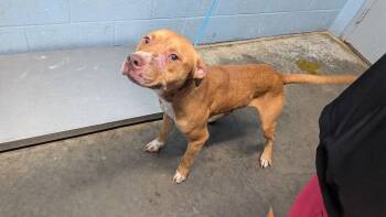 Kiba -  Pit Bull Terrier Dog for Adoption in Evansville, Indiana - Kiba | PetCurious