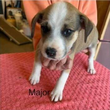 Major (M Litter) -  Mixed Breed Dog for Adoption - Major (M Litter) | PetCurious