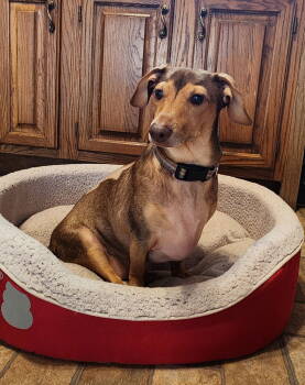 Rescue Dachshund Dogs for Adoption - Rusty Wallace | PetCurious