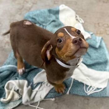 Tickle -  Hound and Mixed Breed Dog for Adoption in Parrish, Alabama - Tickle | PetCurious