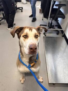 Mixed Breed Dogs Available for Adoption in West Chester, Pennsylvania - Curry AKA Cody | PetCurious
