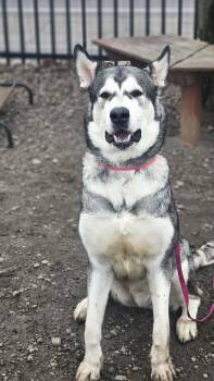Alaskan Malamute Dogs Available for Adoption - Nymeria | PetCurious