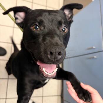 Washington -  Mixed Breed Dog for Adoption in Charleston, West Virginia - Washington | PetCurious