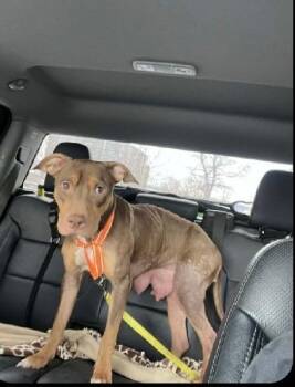 Doberman Pinscher and American Dogs Available for Adoption - Willow | PetCurious