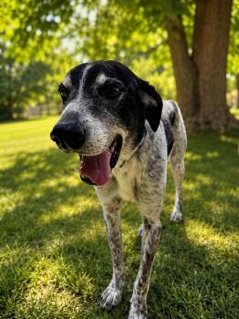 Spike -  German Shorthaired Pointer Dog for Adoption in Anabel, Missouri - Spike | PetCurious