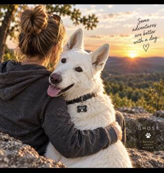 Ghost -  Husky and German Shepherd Dog Dog for Adoption in Cumming, Georgia - Ghost | PetCurious