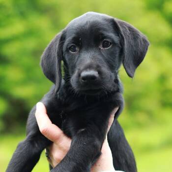 Labrador Retriever and Mixed Breed Dogs Available for Adoption in Eastford, Connecticut - CT Romaine | PetCurious