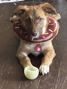 Dune (M) -  Corgi and Pit Bull Terrier Dog for Adoption in Nashville, Tennessee - Dune (M) | PetCurious