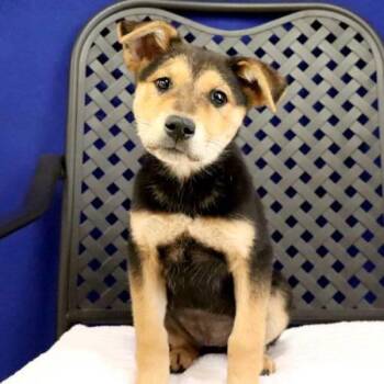 German Shepherd Dog Dogs Available for Adoption in Midland, Texas - Odessa | PetCurious