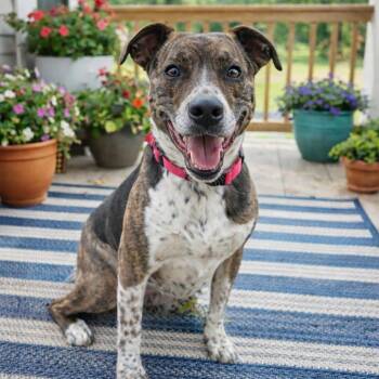 Terrier and Catahoula Leopard Dog Dogs Available for Adoption - Harriet  | PetCurious