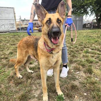 Katrina -  German Shepherd Dog Dog for Adoption in Champaign, Illinois - Katrina | PetCurious
