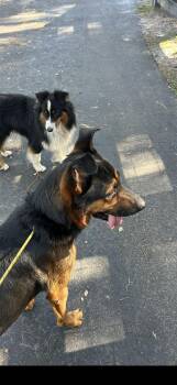 Rescue German Shepherd Dog Dogs for Adoption in Oviedo, Florida - Teddy | PetCurious