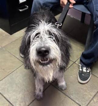 Terrier and Mixed Breed Dogs Available for Adoption - Skye | PetCurious