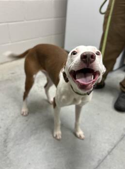 Joy -  Mixed Breed Dog for Adoption in Manchester, Tennessee - Joy | PetCurious