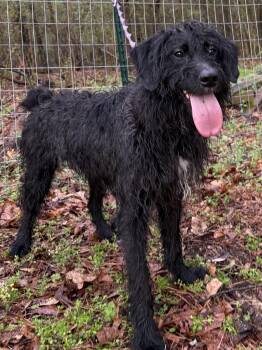 Labradoodle Dogs Available for Adoption - DOODLE BOB | PetCurious