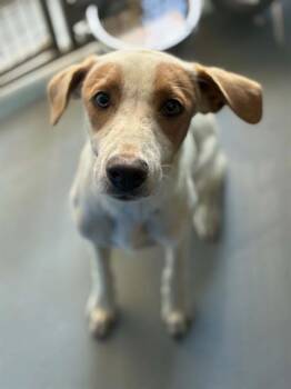A256558 -  Cairn Terrier and Mixed Breed Dog for Adoption in Visalia, California - A256558 | PetCurious