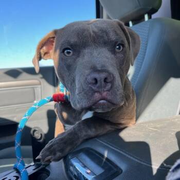 Pit Bull Terrier Dogs Available for Adoption in Milan, Illinois - Bubba | PetCurious