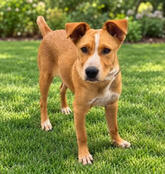 Gil -  Cattle Dog Dog for Adoption in Chattanooga, Tennessee - Gil | PetCurious