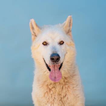 ARCTIC -  Alaskan Malamute Dog for Adoption in Pasadena, California - ARCTIC | PetCurious