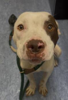 Georgie -  Mixed Breed Dog for Adoption in Charleston, South Carolina - Georgie | PetCurious