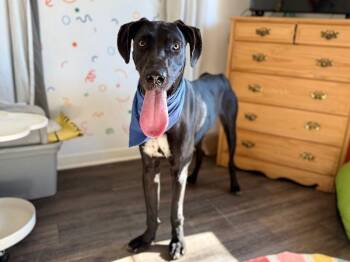 Great Dane and Black Labrador Retriever Dogs Available for Adoption - Baloo Big Hearted Goofy Boy | PetCurious